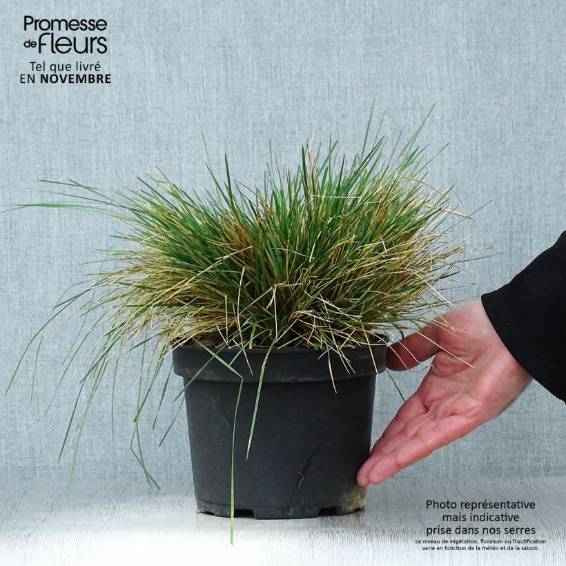Example of Rasen-Schmiele Goldtau - Deschampsia caespitosa Topf mit 2L/3L as you get in automne