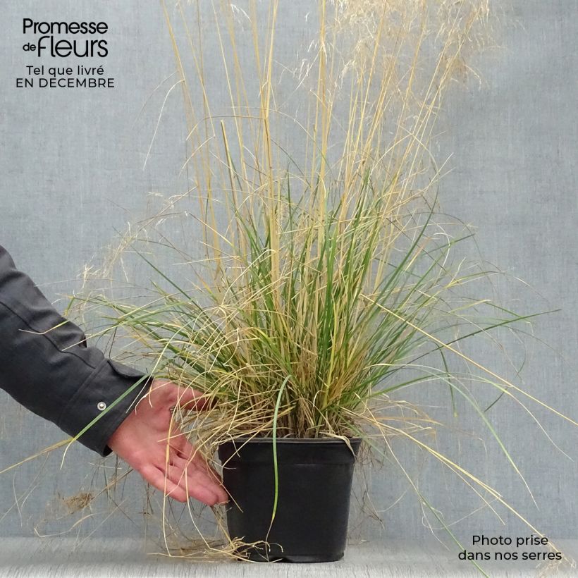 Exemplar von Rasen-Schmiele Goldtau - Deschampsia caespitosa Topf mit 2L/3L wie im Winter geliefert