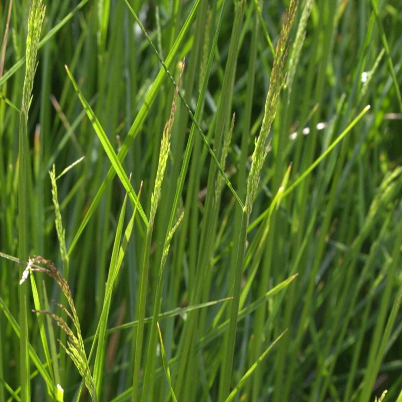 Rasen-Schmiele Northern Lights - Deschampsia caespitosa (Foliage)