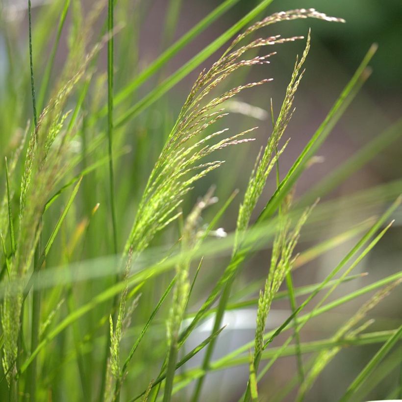Rasen-Schmiele Northern Lights - Deschampsia caespitosa (Flowering)