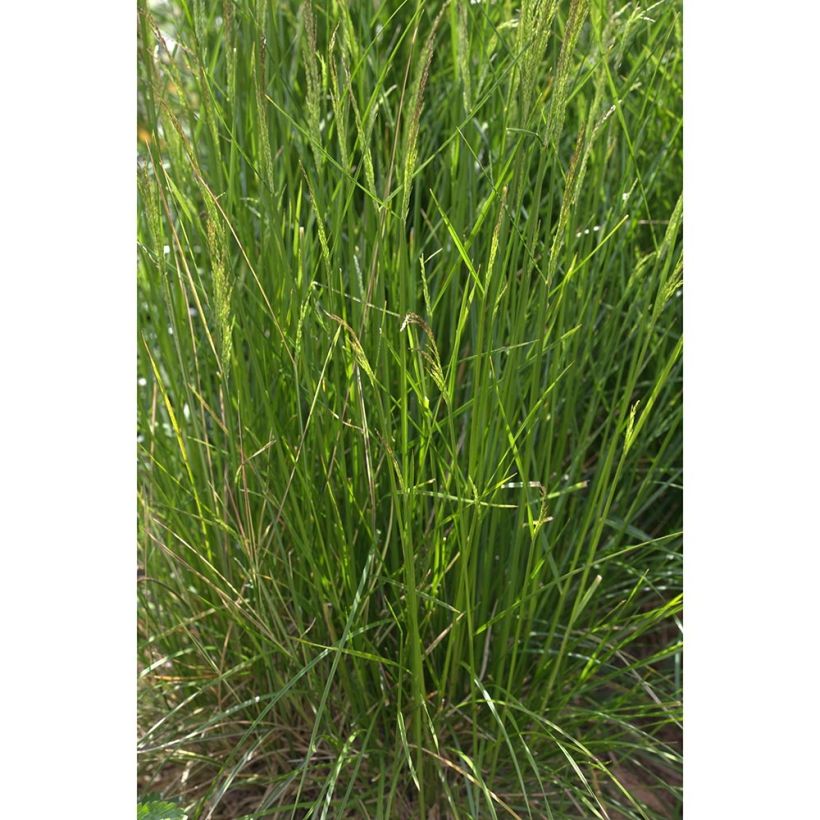 Rasen-Schmiele Northern Lights - Deschampsia caespitosa (Plant habit)