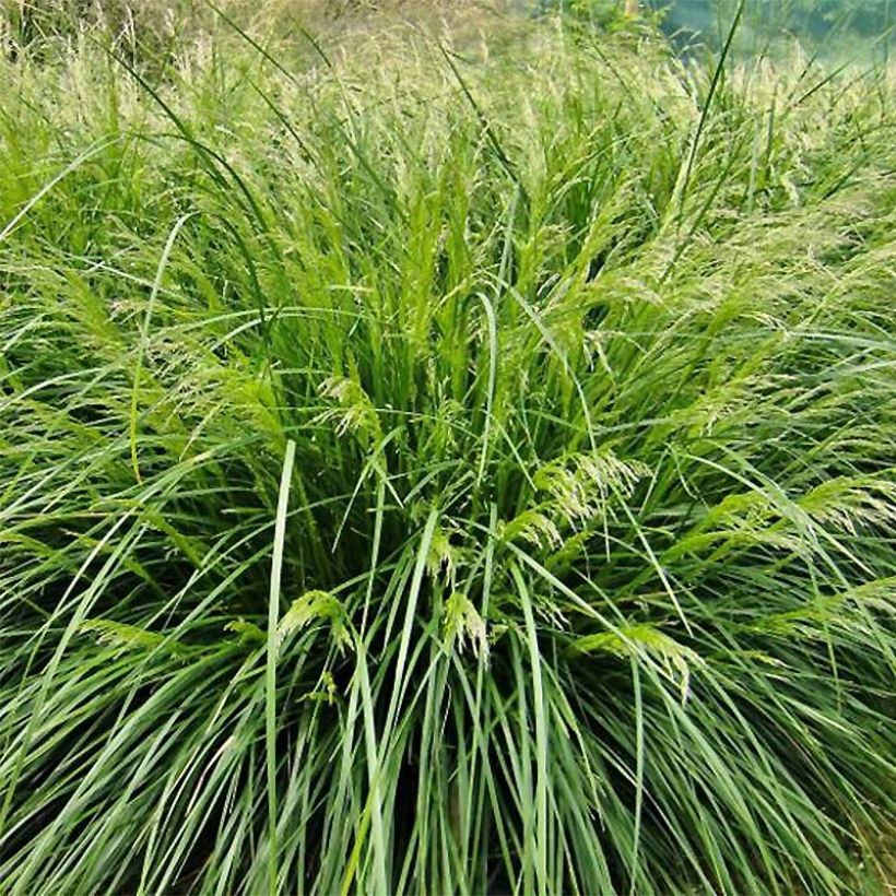 Rasen-Schmiele Palava - Deschampsia caespitosa (Plant habit)