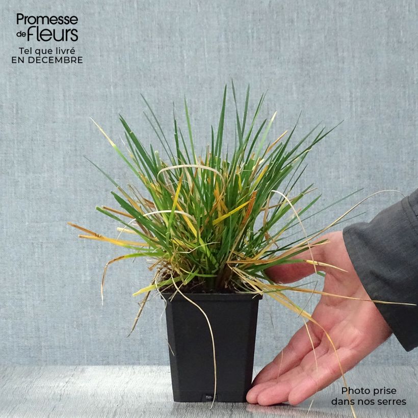 Exemplar von Rasen-Schmiele Tardiflora - Deschampsia caespitosa Kleine Töpfe von 8/9 cm wie im Winter geliefert