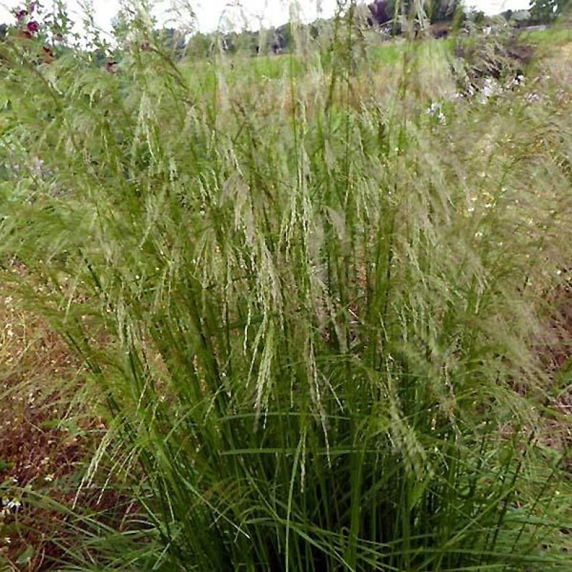 Rasen-Schmiele Tauträger - Deschampsia caespitosa (Plant habit)