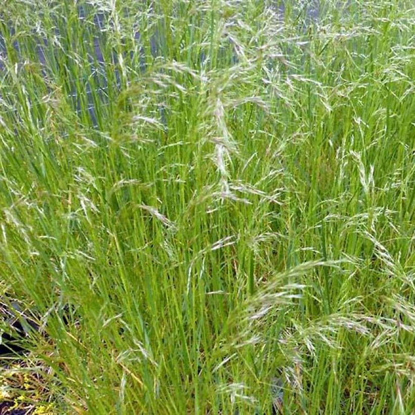 Rasen-Schmiele Vivipara - Deschampsia caespitosa (Plant habit)