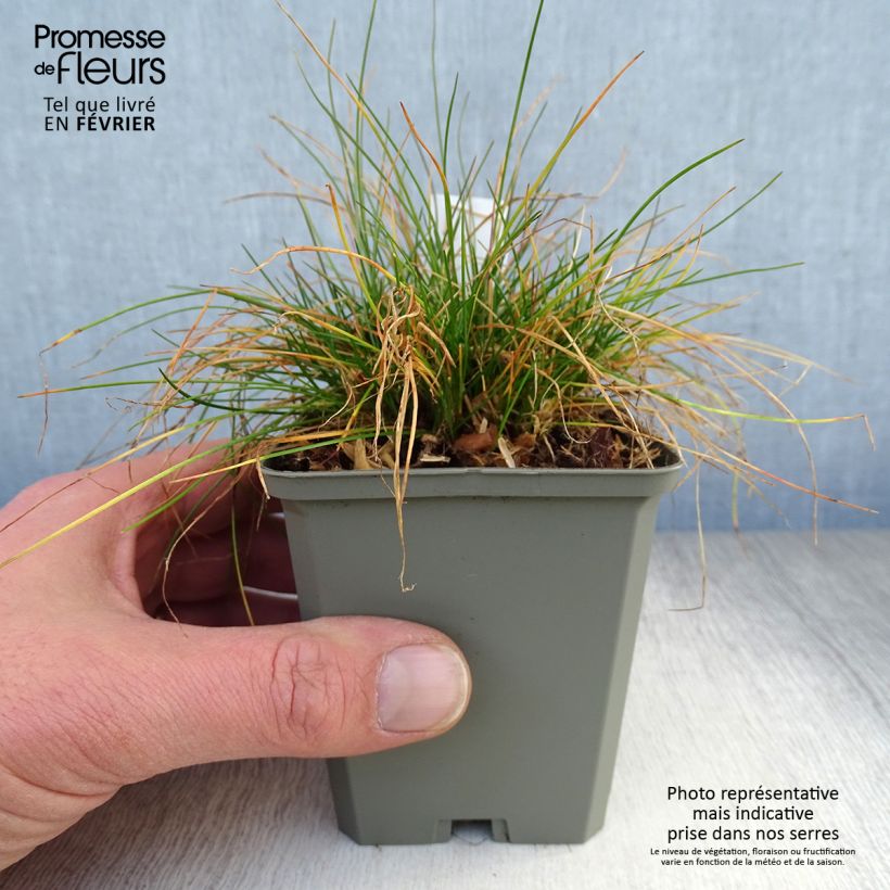 Exemplar von Schlängel-Schmiele - Deschampsia flexuosa Kleine Töpfe von 8/9 cm wie im Winter geliefert