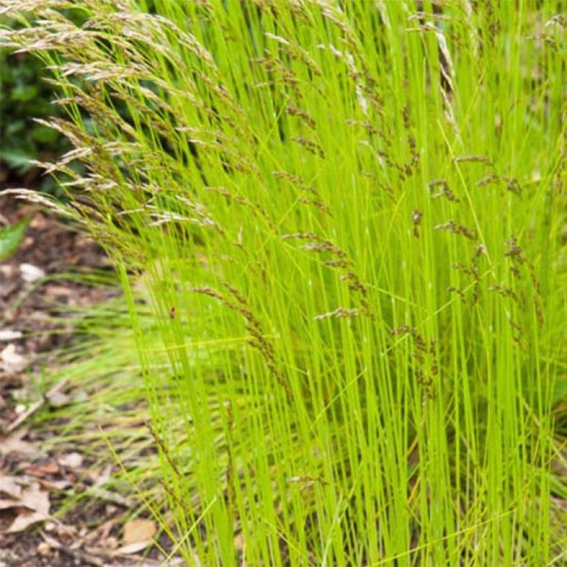 Schlängel-Schmiele Tatra Gold - Deschampsia flexuosa (Foliage)