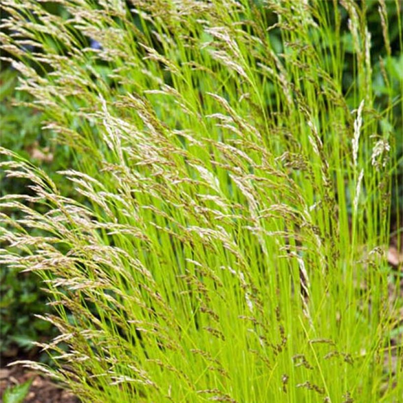 Schlängel-Schmiele Tatra Gold - Deschampsia flexuosa (Flowering)