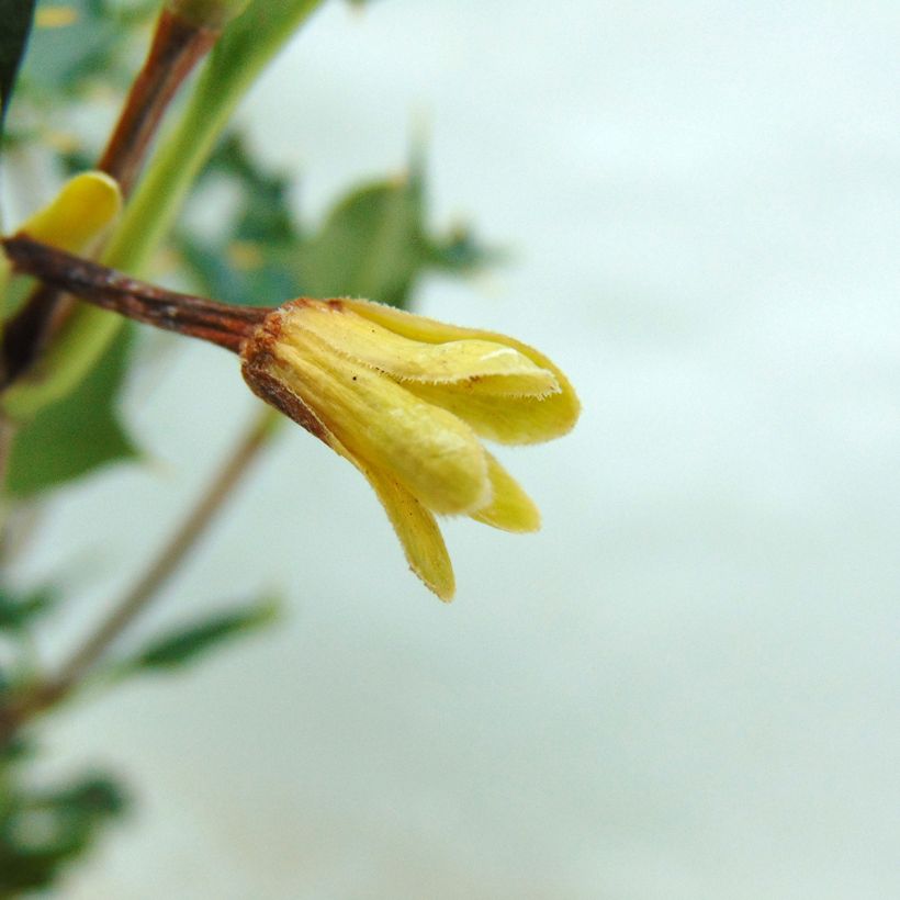 Desfontainia spinosa - Desfontainie (Flowering)