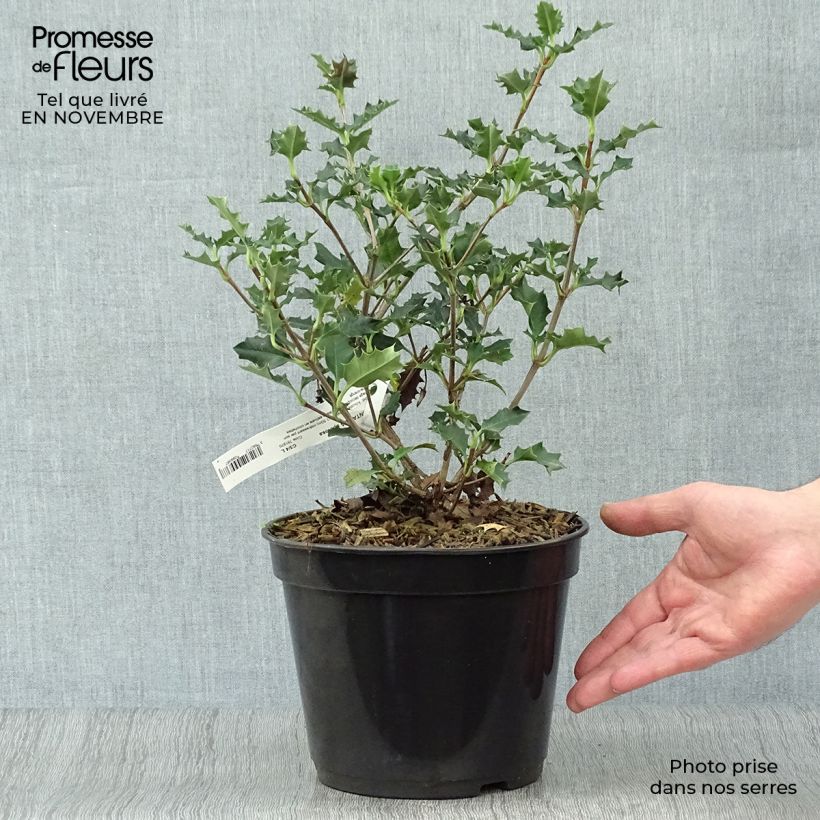 Example of Desfontainia spinosa - Desfontainie Topf mit 3L/4L as you get in automne
