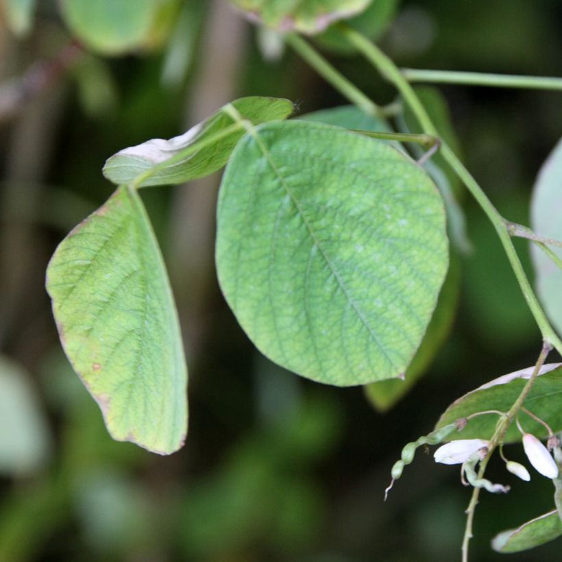 Desmodium elegans - Telegraphenpflanze (Foliage)