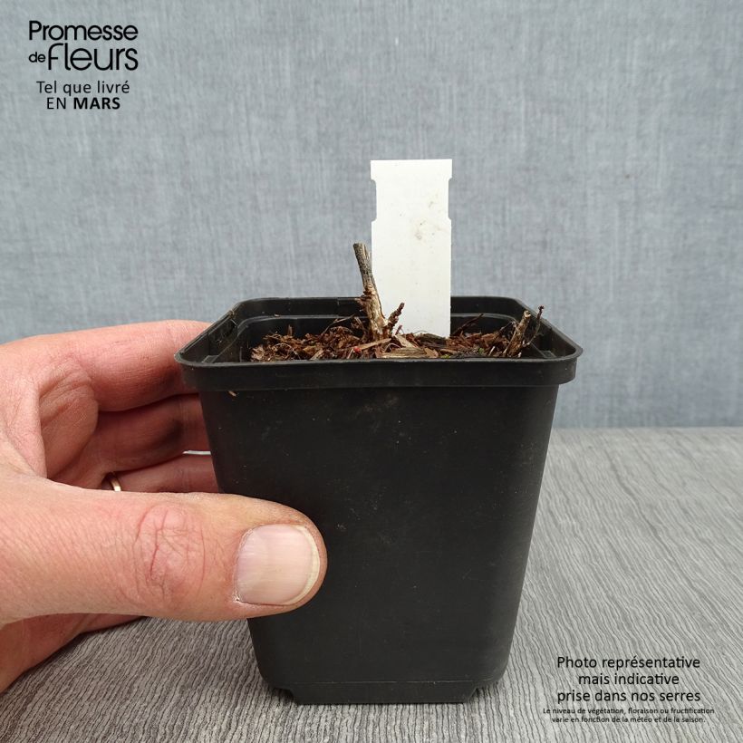 Exemplar von Desmodium nudiflorum - Wandelklee Kleine Töpfe von 8/9 cm wie im Winter geliefert