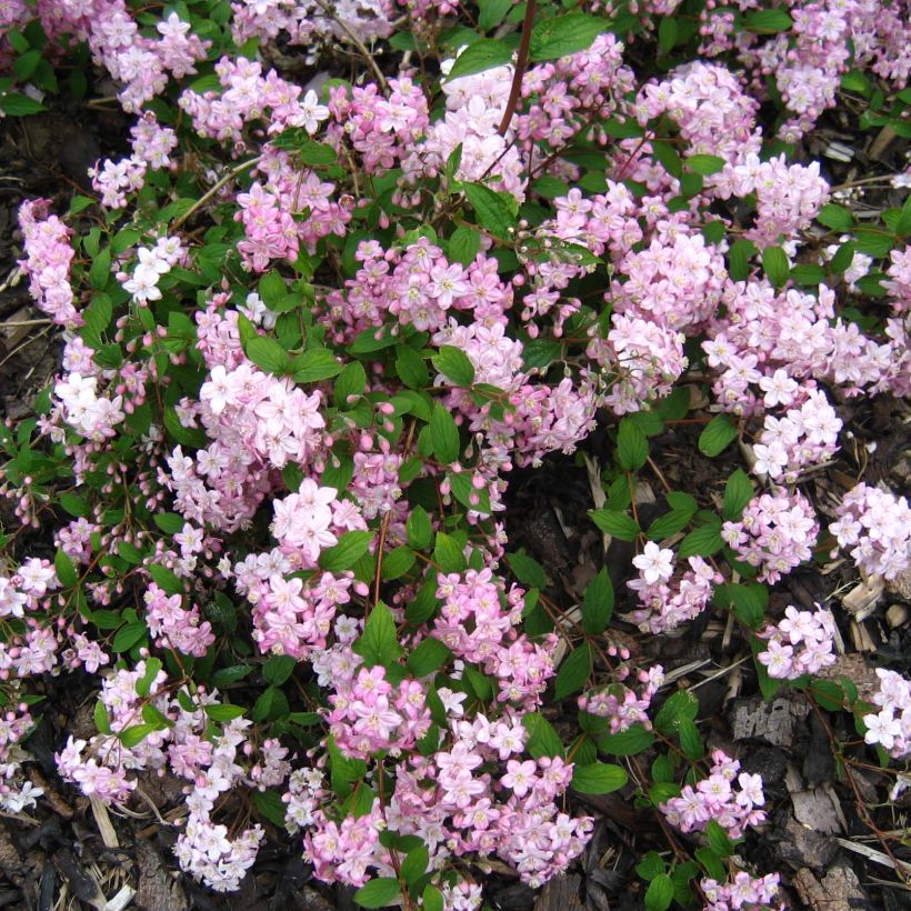 Deutzia elegantissima Rosealind - Deutzie (Flowering)
