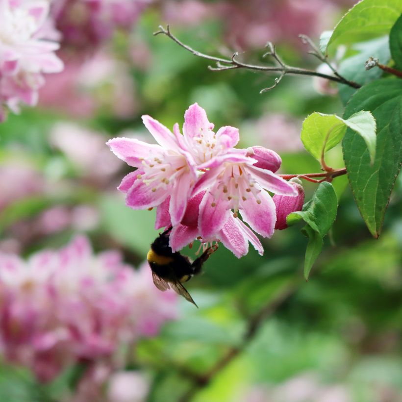Deutzia Sternchenstrauch (Tourbillon Rouge) - Pracht-Deutzie (Flowering)