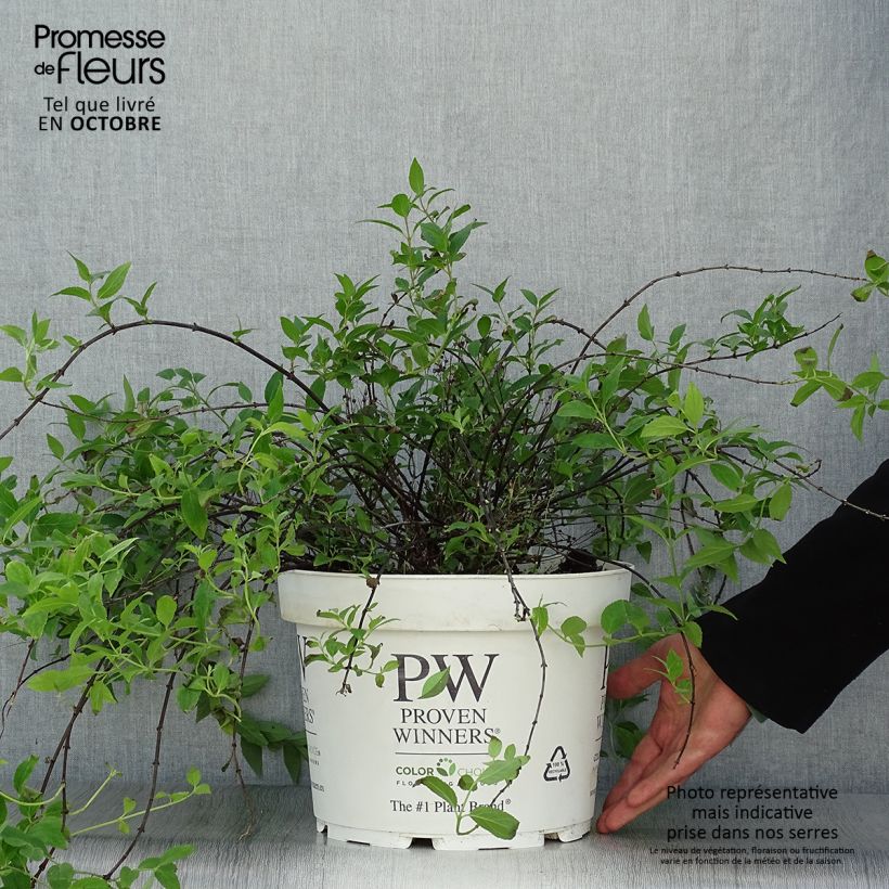Example of Deutzia Yuki Cherry Blossom - Deutzie Topf mit 7,5L/10L as you get in automne