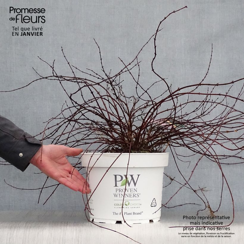 Exemplar von Deutzia Yuki Cherry Blossom - Deutzie Topf mit 7,5L/10L wie im Winter geliefert