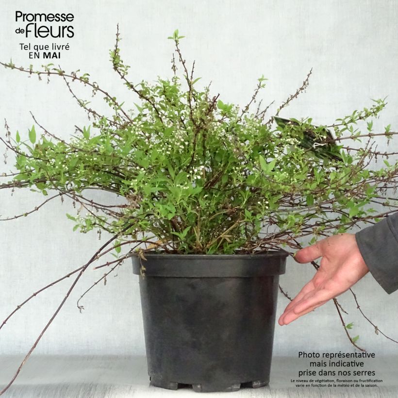 Exemplar von Deutzia Yuki Cherry Blossom - Deutzie Topf mit 7,5L/10L wie im Frühjahr geliefert