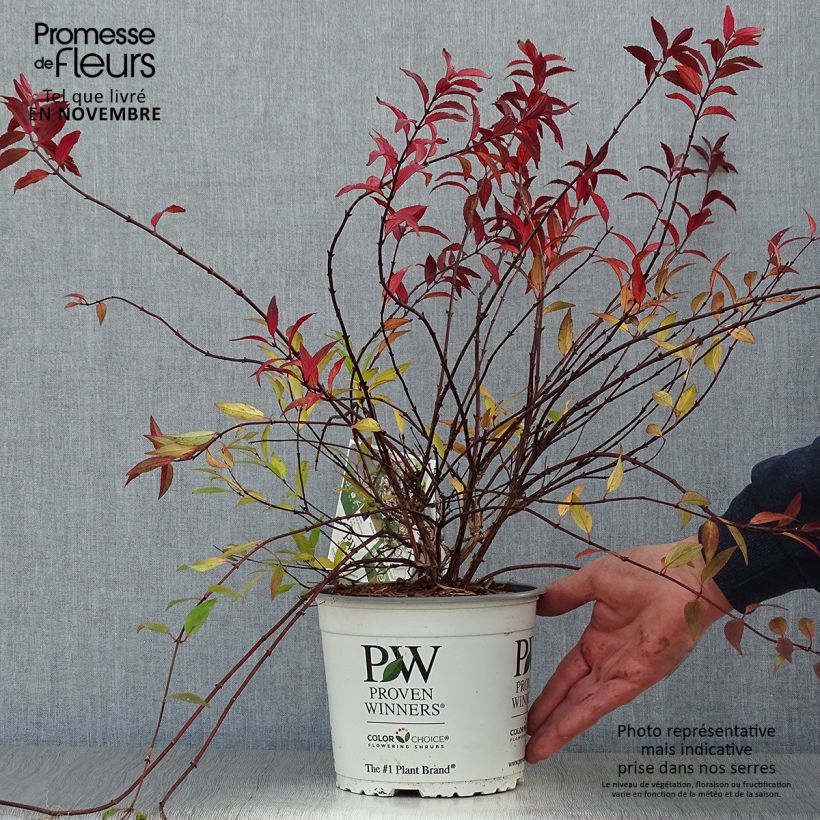 Example of Deutzia Yuki Cherry Blossom - Deutzie Topf mit 2L/3L as you get in automne