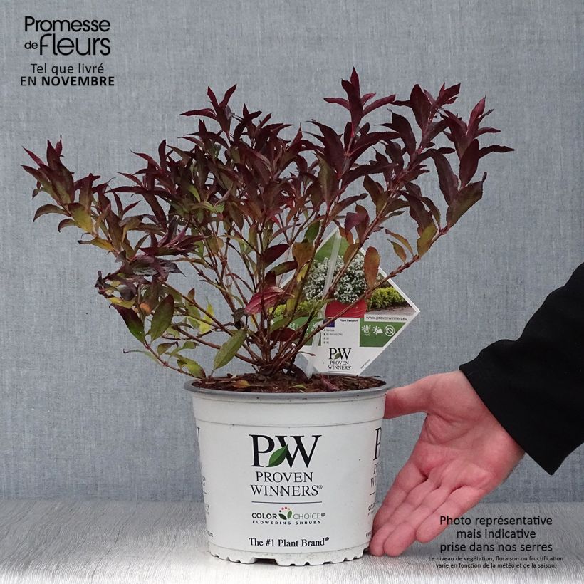 Example of Deutzia Yuki Snowflake - Deutzie Topf mit 2L/3L as you get in automne