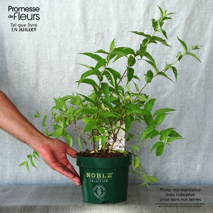 Exemplar von Deutzia compacta Lavender Time - Deutzie Topf mit 3L/4L wie im Sommer geliefert