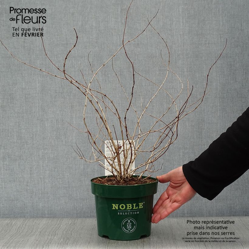 Exemplar von Deutzia compacta Lavender Time - Deutzie Topf mit 3L/4L wie im Winter geliefert