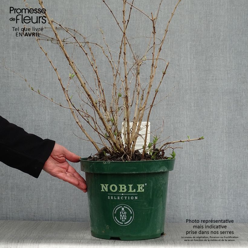 Exemplar von Deutzia compacta Lavender Time - Deutzie Topf mit 7,5L/10L wie im Frühjahr geliefert