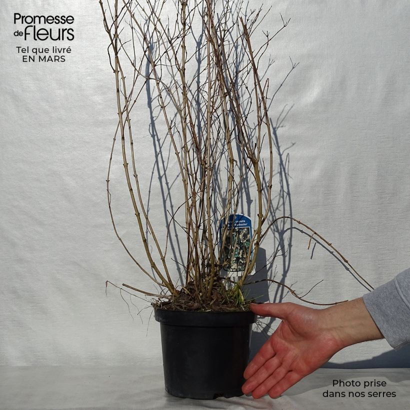 Exemplar von Deutzia crenata Pride of Rochester - Scharfe Deutzie Topf mit 2L/3L wie im Frühjahr geliefert