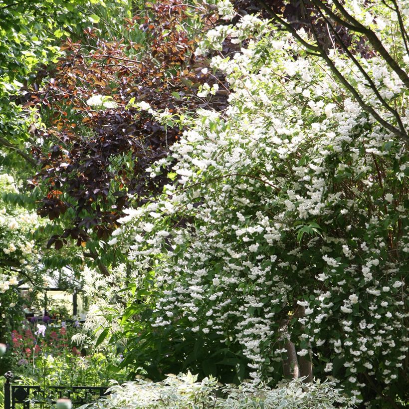 Deutzia crenata Pride of Rochester - Scharfe Deutzie (Plant habit)