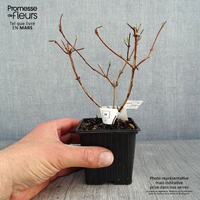 Exemplar von Deutzia crenata Pride of Rochester - Scharfe Deutzie Kleine Töpfe von 8/9 cm wie im Winter geliefert