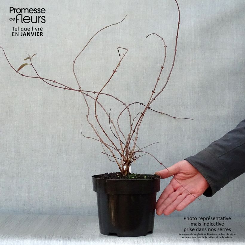 Exemplar von Deutzia elegantissima Rosealind - Deutzie Topf mit 2L/3L wie im Winter geliefert