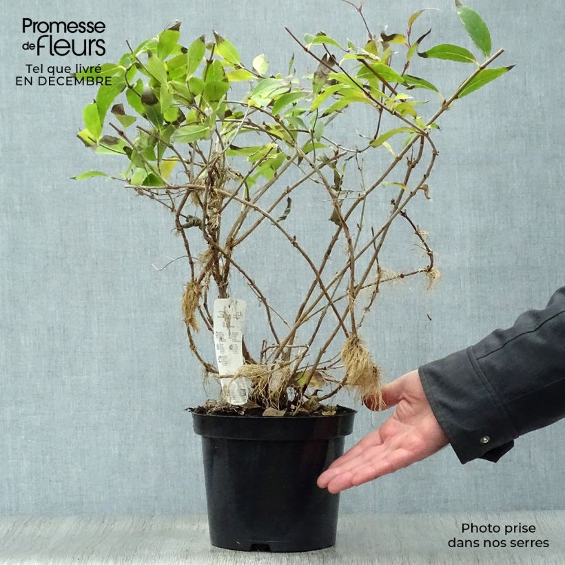 Exemplar von Deutzia gracilis - Zierliche Deutzie Topf mit 2L/3L wie im Winter geliefert