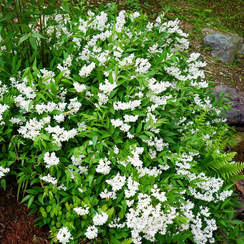 Deutzia gracilis - Zierliche Deutzie (Plant habit)