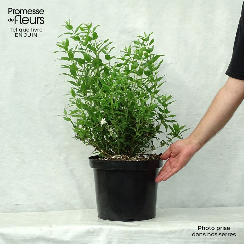 Exemplar von Deutzia gracilis Nikko - Zierliche Deutzie Topf mit 7,5L/10L wie im Sommer geliefert