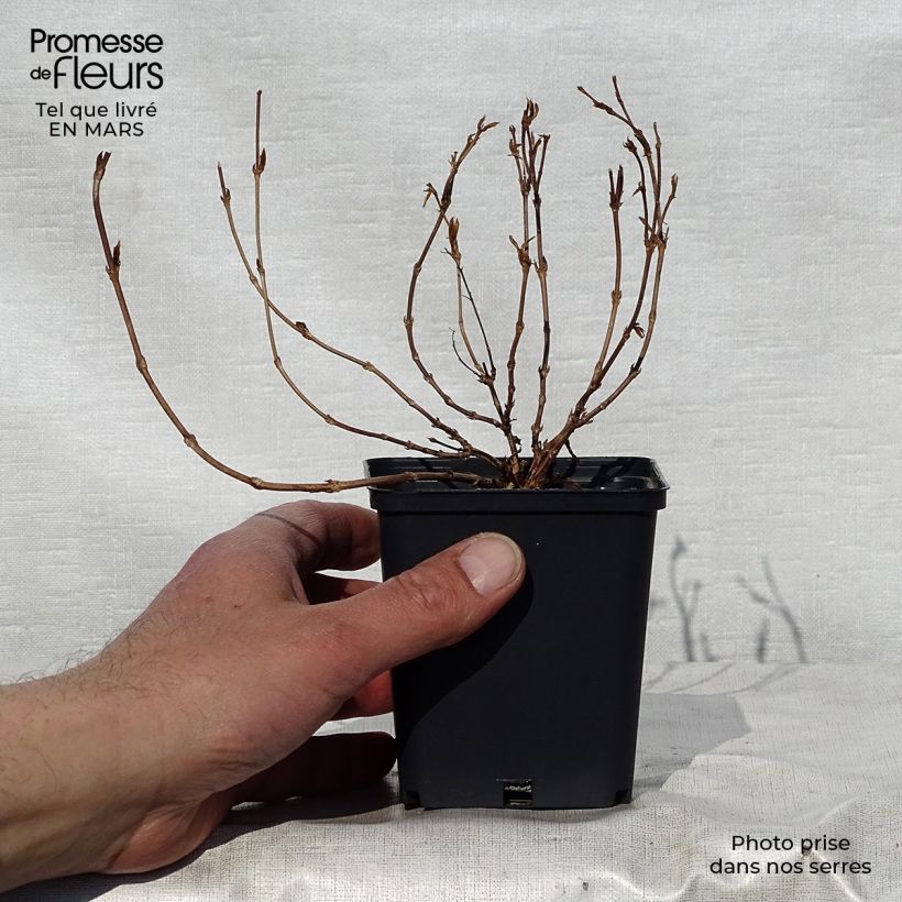 Exemplar von Deutzia gracilis Nikko - Zierliche Deutzie Kleine Töpfe von 8/9 cm wie im Frühjahr geliefert