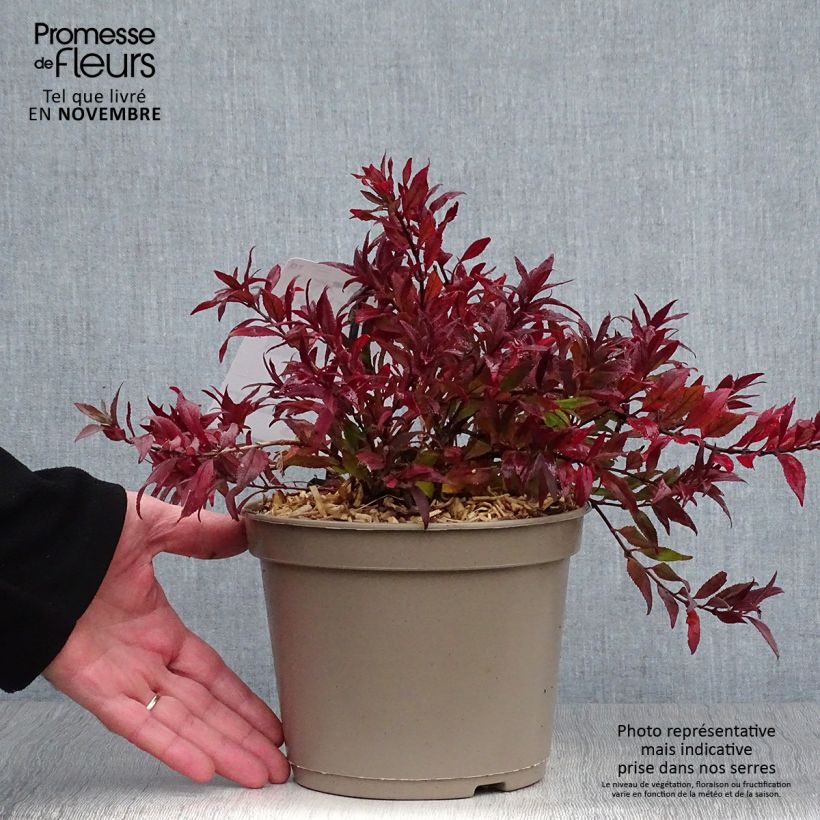 Example of Deutzia gracilis Nikko - Zierliche Deutzie Topf mit 2L/3L as you get in automne