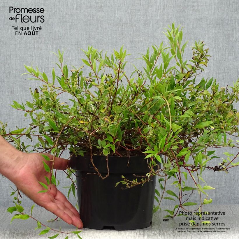 Exemplar von Deutzia gracilis Nikko - Zierliche Deutzie Topf mit 2L/3L wie im Sommer geliefert