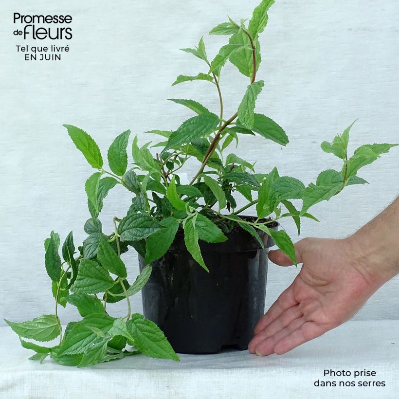Example of Deutzia Mont Rose - Rosendeutzie Topf mit 2L/3L as you get in ete
