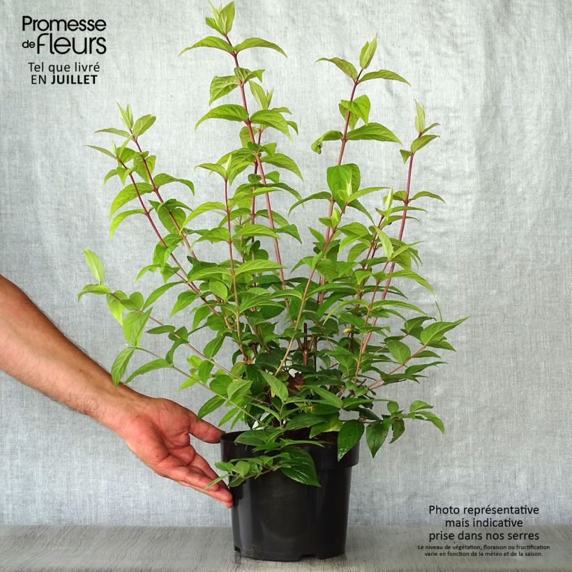 Exemplar von Deutzia Strawberry Fields - Deutzie Topf mit 2L/3L wie im Sommer geliefert