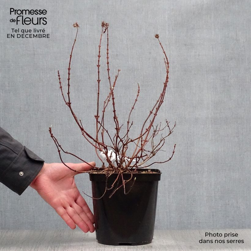 Exemplar von Deutzia Raspberry Sundae - Deutzie Topf mit 3L/4L wie im Winter geliefert