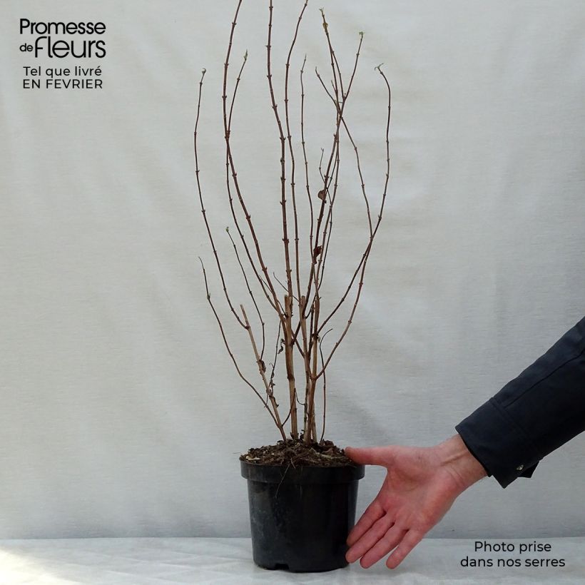 Exemplar von Deutzia magnifica - Pracht-Deutzie Topf mit 2L/3L wie im Winter geliefert