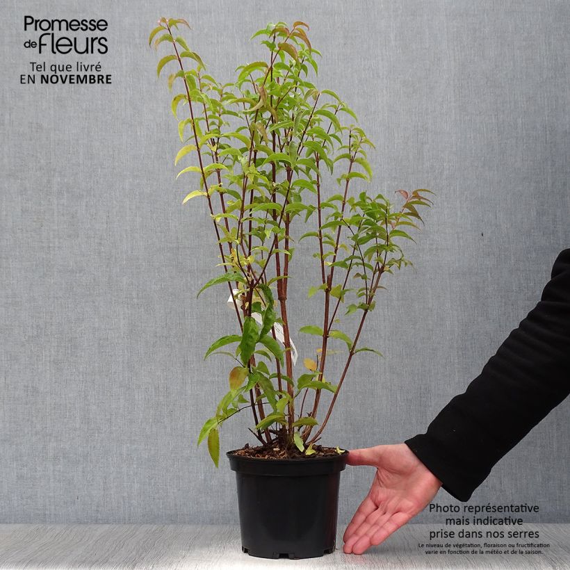 Example of Deutzia magnifica - Pracht-Deutzie Topf mit 2L/3L as you get in automne