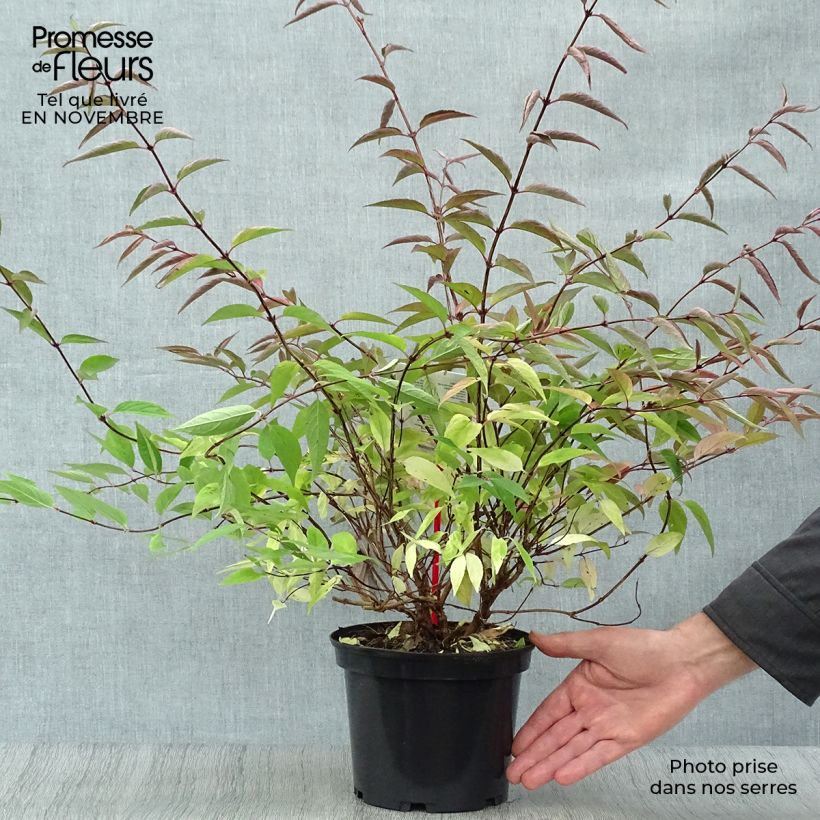 Example of Deutzia purpurascens Kalmiiflora - Purpurrötliche Deutzie Topf mit 3L/4L as you get in automne
