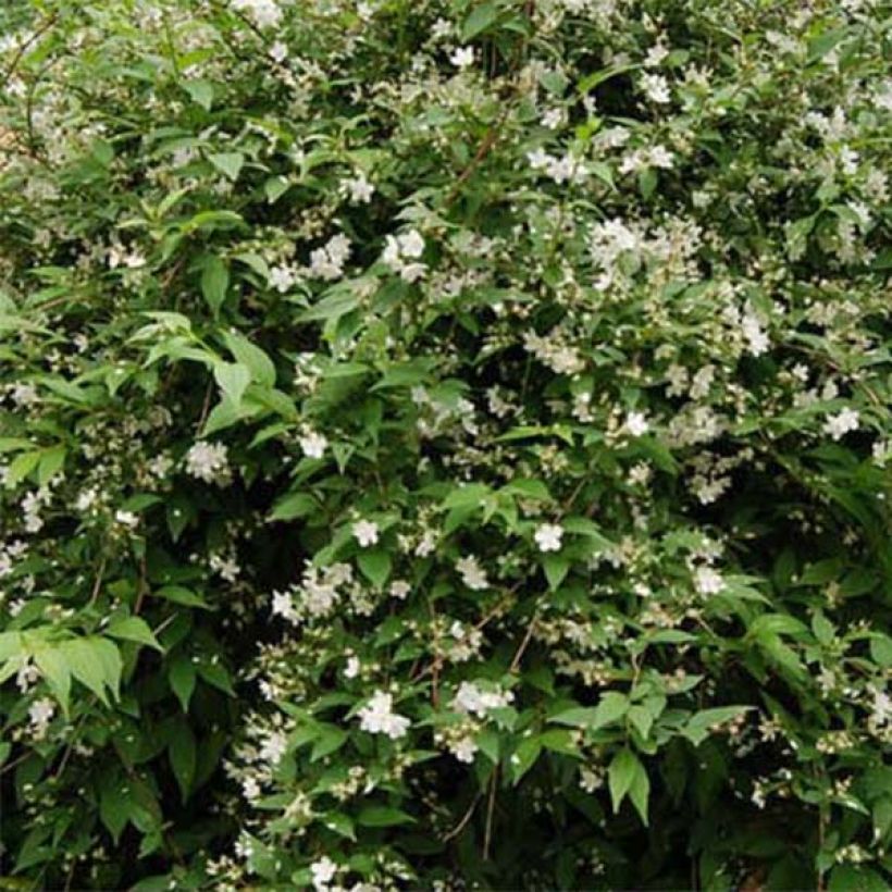 Deutzia rosea Campanulata - Deutzie (Foliage)