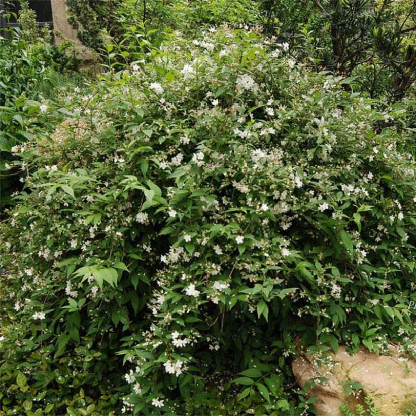 Deutzia rosea Campanulata - Deutzie (Plant habit)