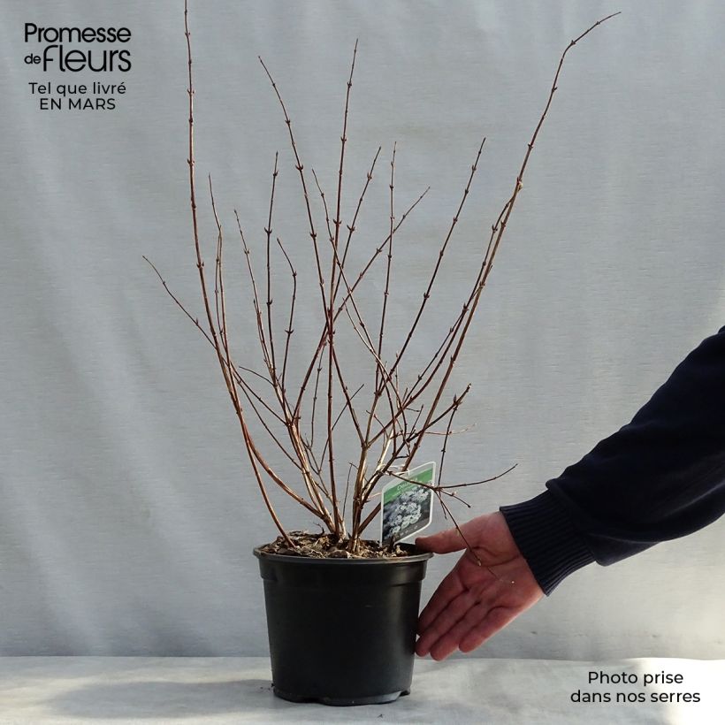 Exemplar von Deutzia rosea Campanulata - Deutzie Topf mit 2L/3L wie im Frühjahr geliefert