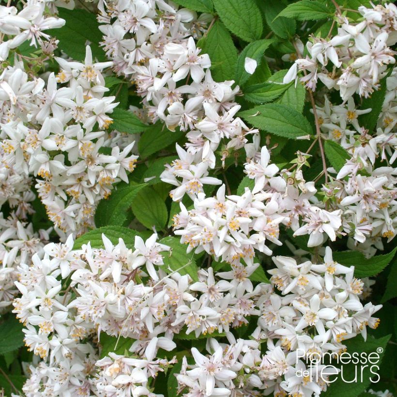 Deutzia scabra - Scharfe Deutzie (Flowering)