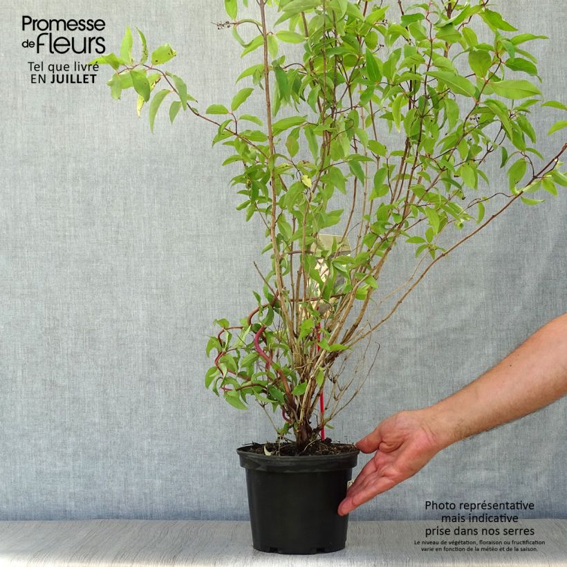 Exemplar von Deutzia scabra Codsall Pink - Scharfe Deutzie Topf mit 2L/3L wie im Sommer geliefert