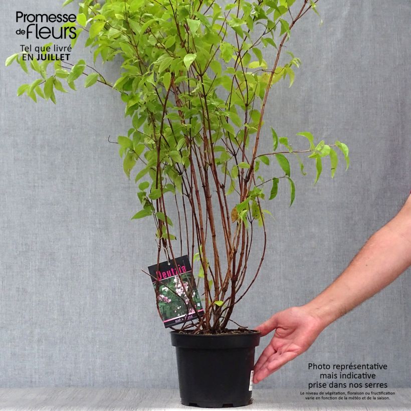Example of Deutzia scabra Plena - Scharfe Deutzie Topf mit 2L/3L as you get in ete