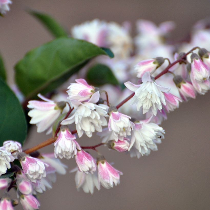 Deutzia scabra Plena - Scharfe Deutzie (Flowering)