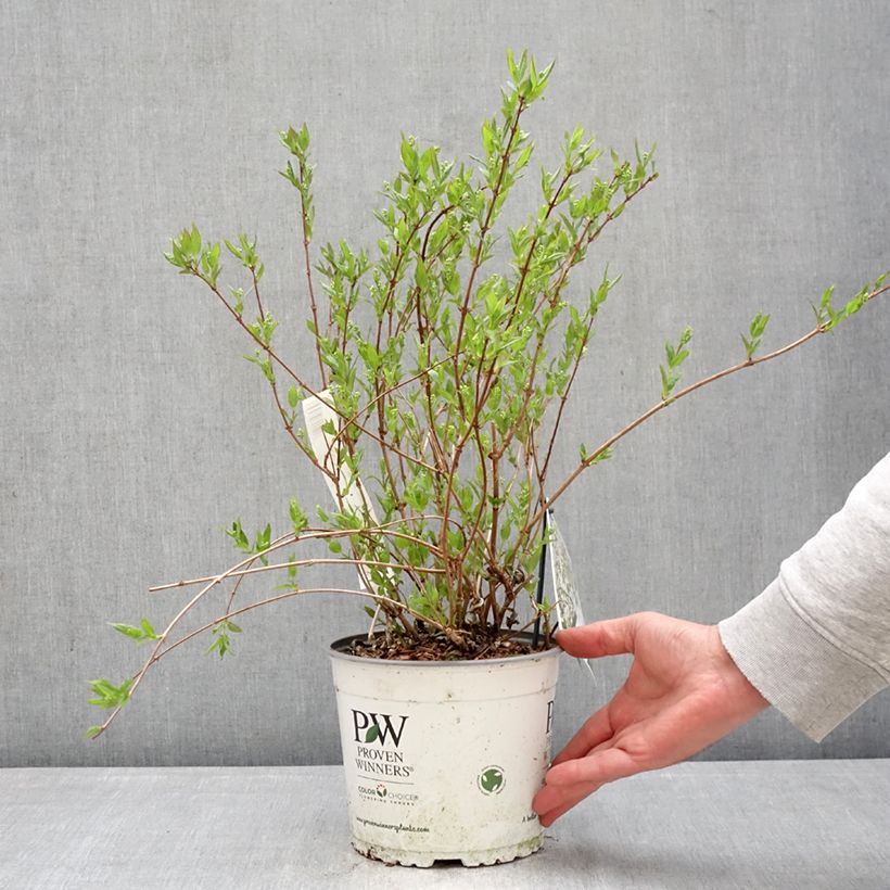 Exemplar von Deutzia Yuki Snowflake - Deutzie Topf mit 2L/3L wie im Frühjahr geliefert